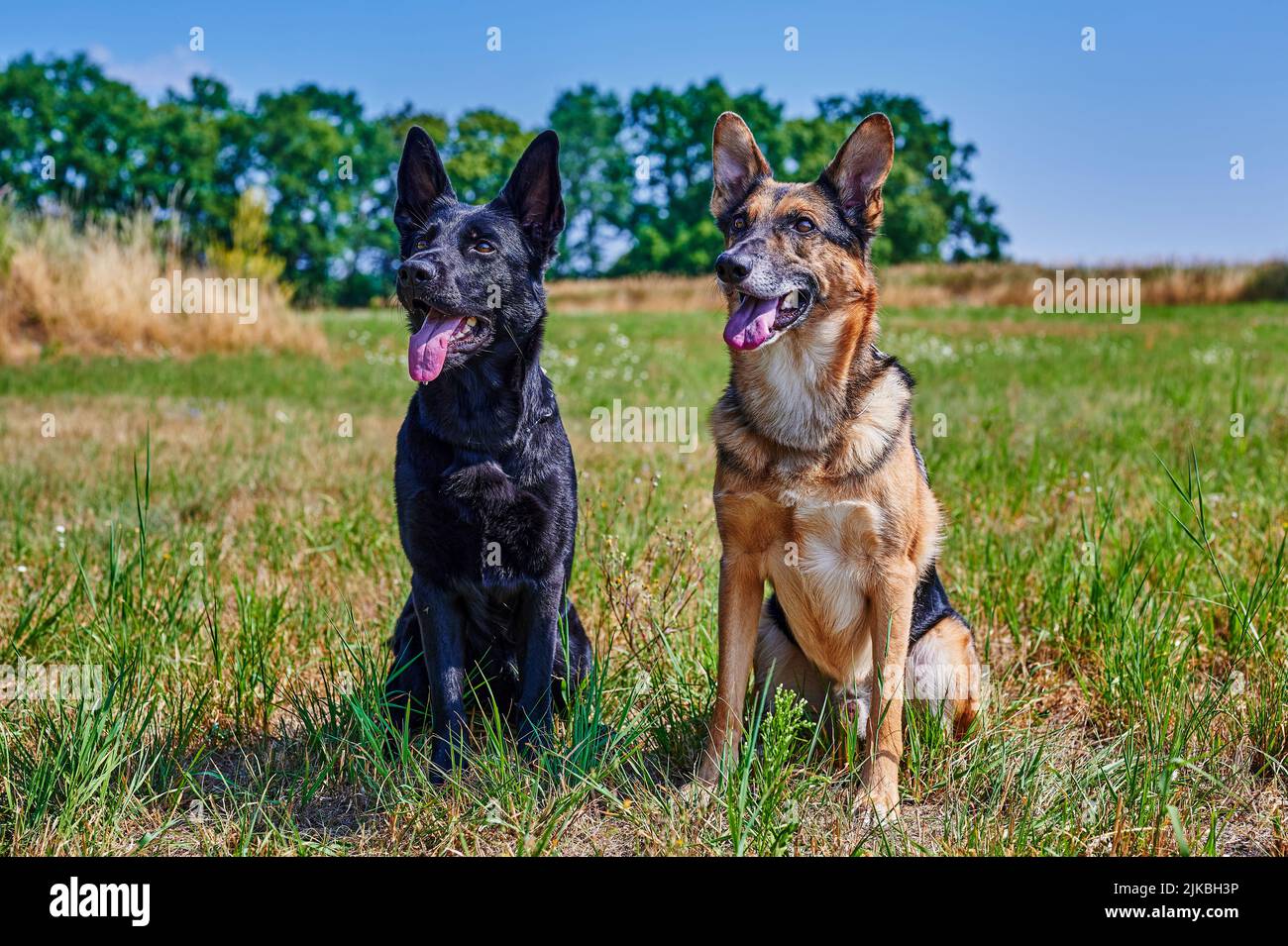 Zwei Schäferhunde, einer schwarz und einer schwarz und braun, sitzen auf einer Wiese. Stockfoto