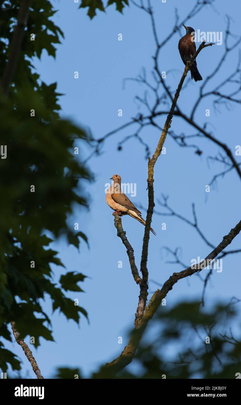 Eine Trauertaube, Zenaida macroura, und ein grauer Welsel, Dumetella carolinensis, die im Frühjahr, Sommer, Herbst, Pennsylvania, in einem Baum zusammenhalten Stockfoto