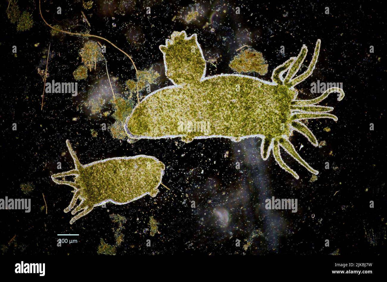 Süßwasser-Hydrozoa (Hydra sp.) mit asexuellem Knospen neuer Individuen. Stockfoto