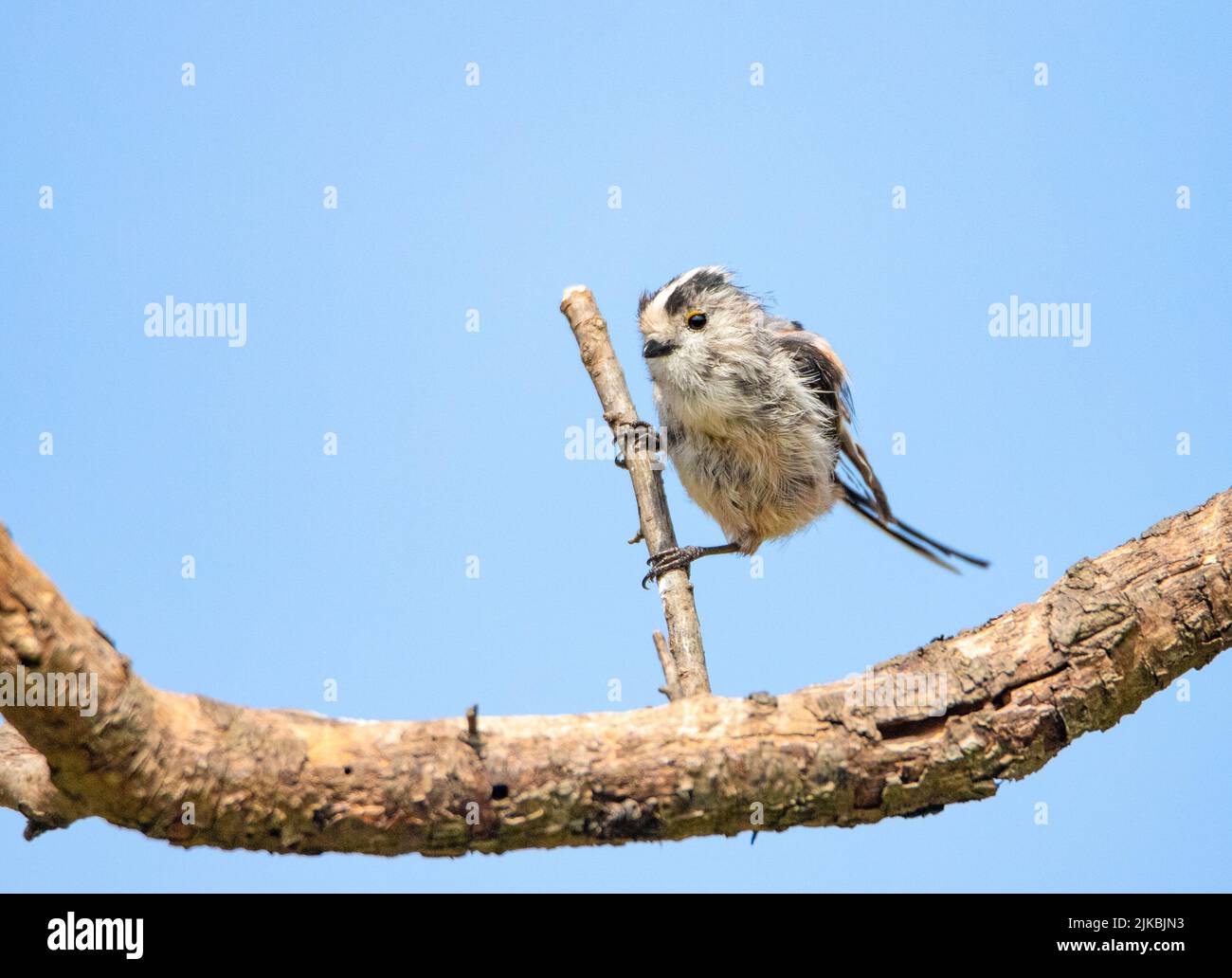 Langschwanzmeise, Aegithalos caudatus, kleine Gartenvögel Stockfoto