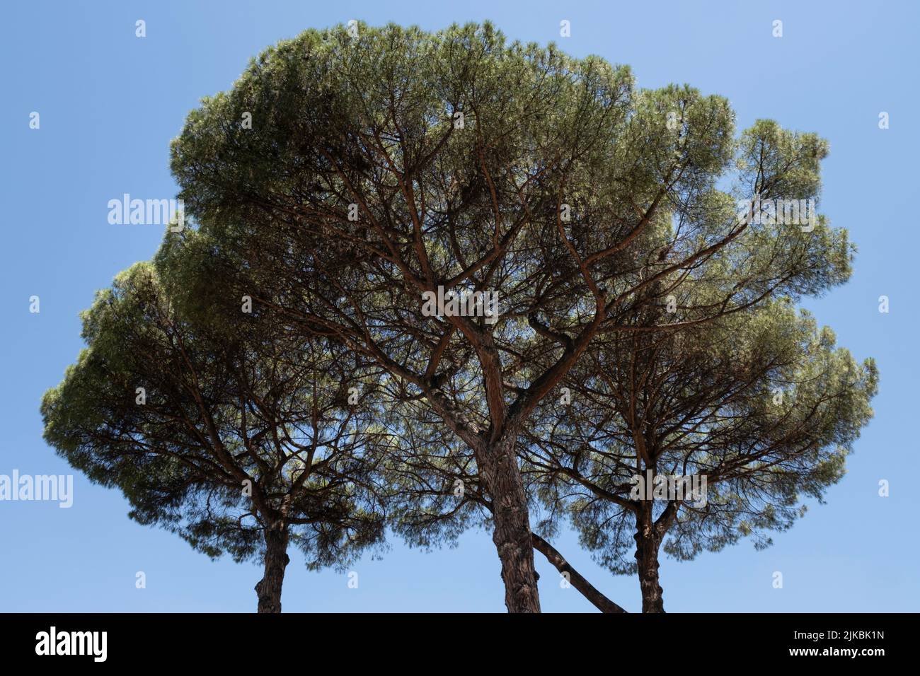 Ikonische Regenschirm- oder Sonnenschirmkiefern oder Pinus Pinea mit hohen und dünnen Stämmen, die weit verbreitete Nadeldächer hoch in der Luft in Rom unterstützen Stockfoto