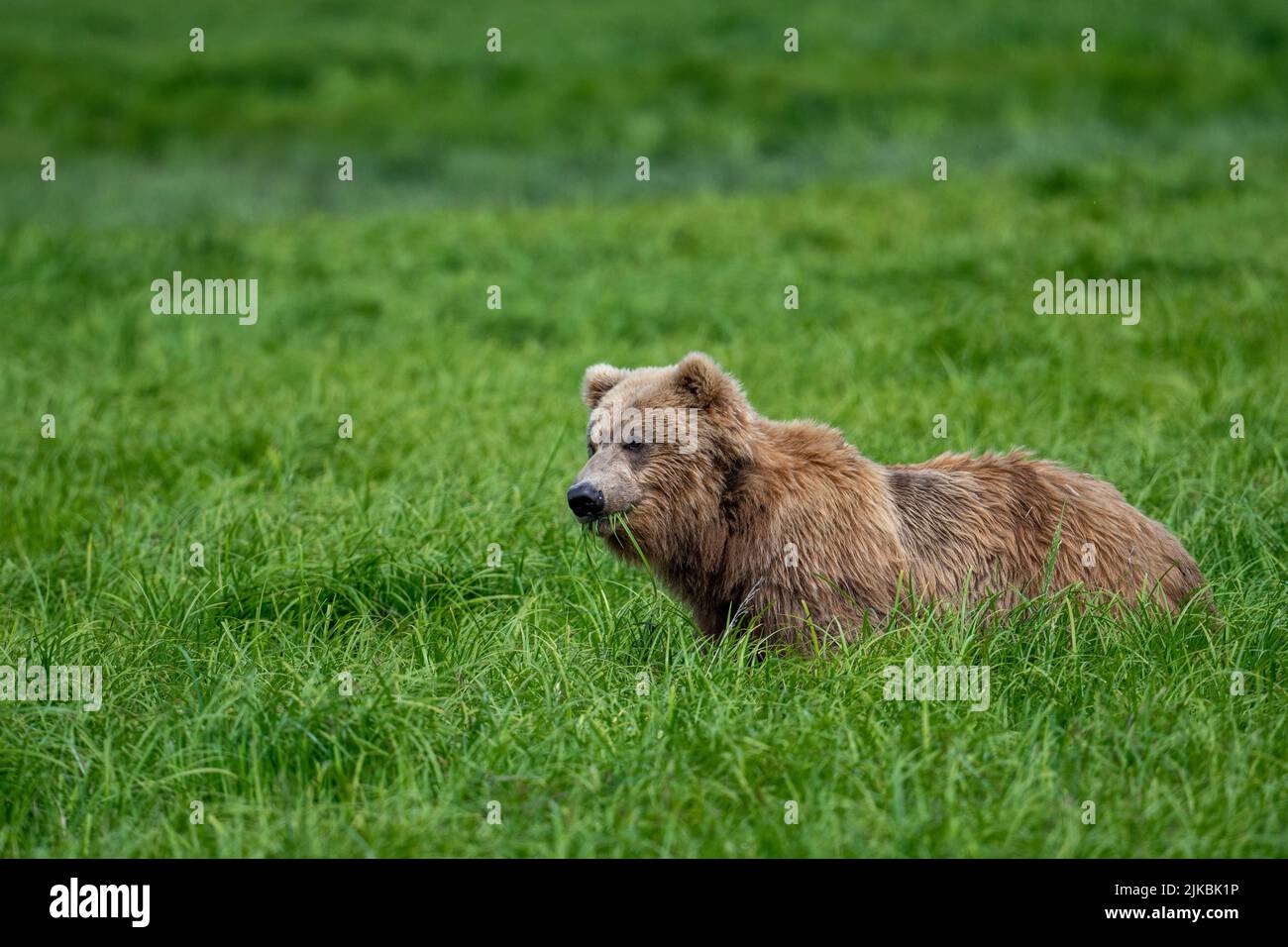 Alaskan Braunbären füttern in McNeil River State Wildschutzgebiet und Zuflucht Stockfoto