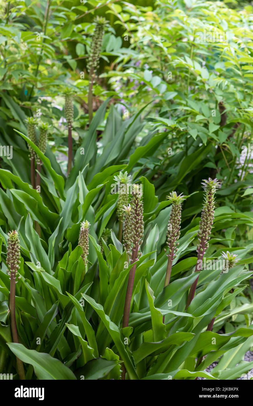 Eucomis 'Frank Lawley' (Ananaslilie), Blütenspitzen, die aus üppigem grünem Basalgrün hervorgehen Stockfoto