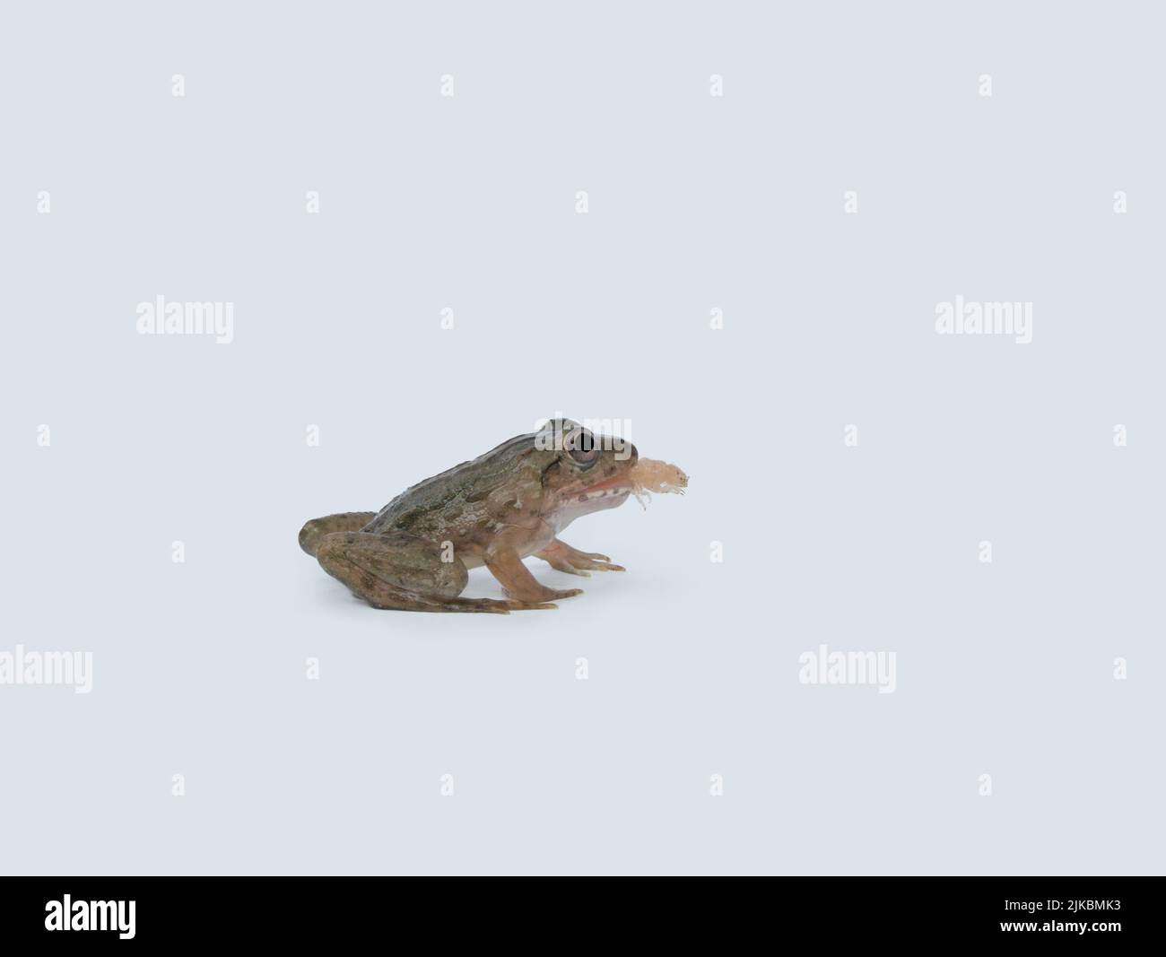 Ein Frosch frisst Superwurm mit weißem Hintergrund Stockfoto