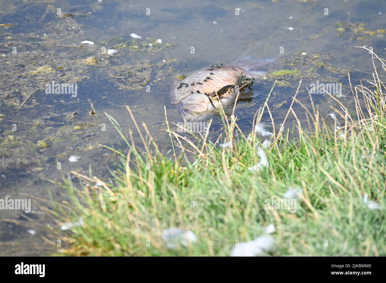 Wien, Österreich. Toter Fisch in der Donau. Fische leiden unter dem Klimawandel Stockfoto