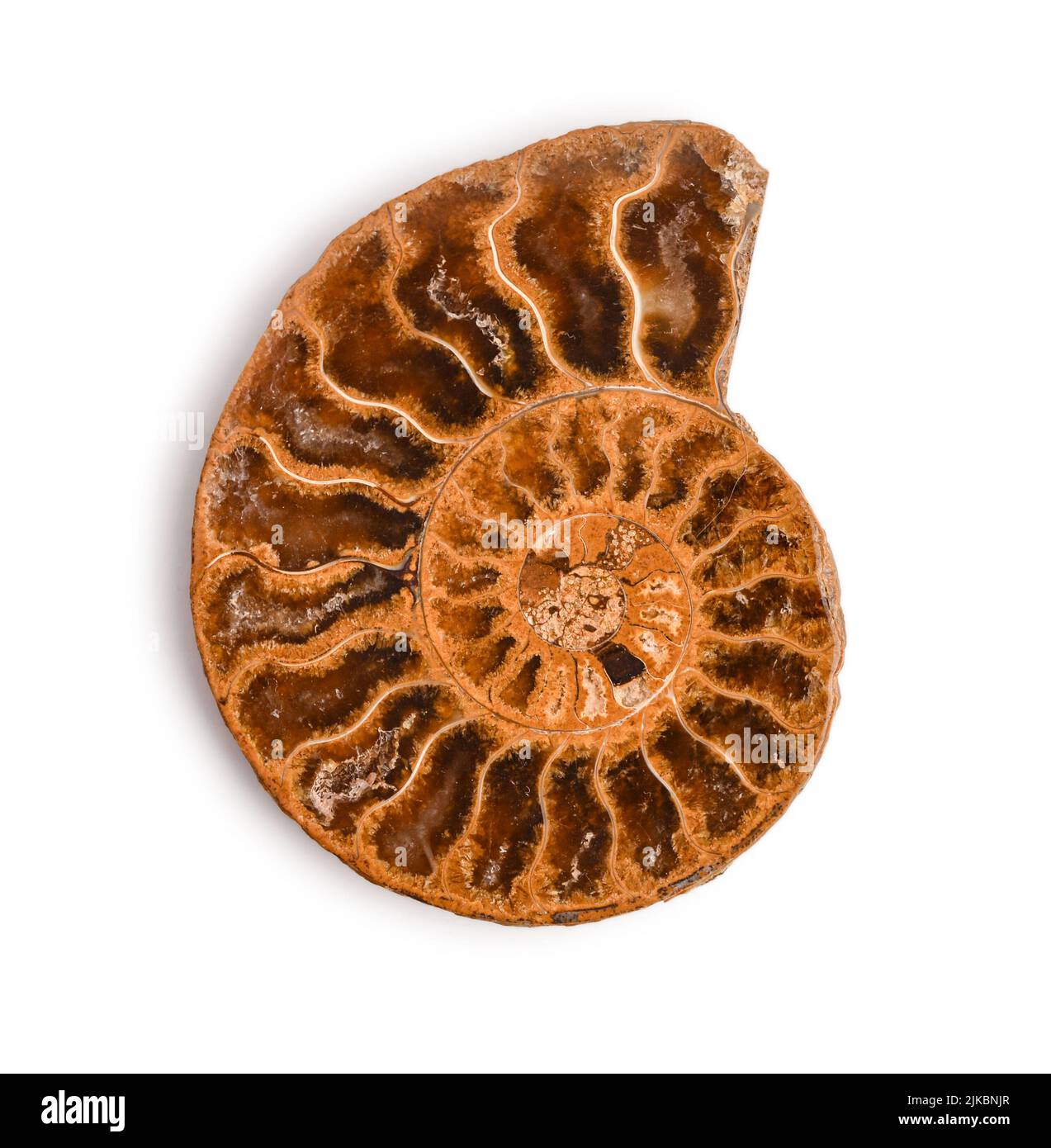Ammonit fossile Schale isoliert auf weißem Hintergrund.Dies hat Beschneidungspfad. Stockfoto