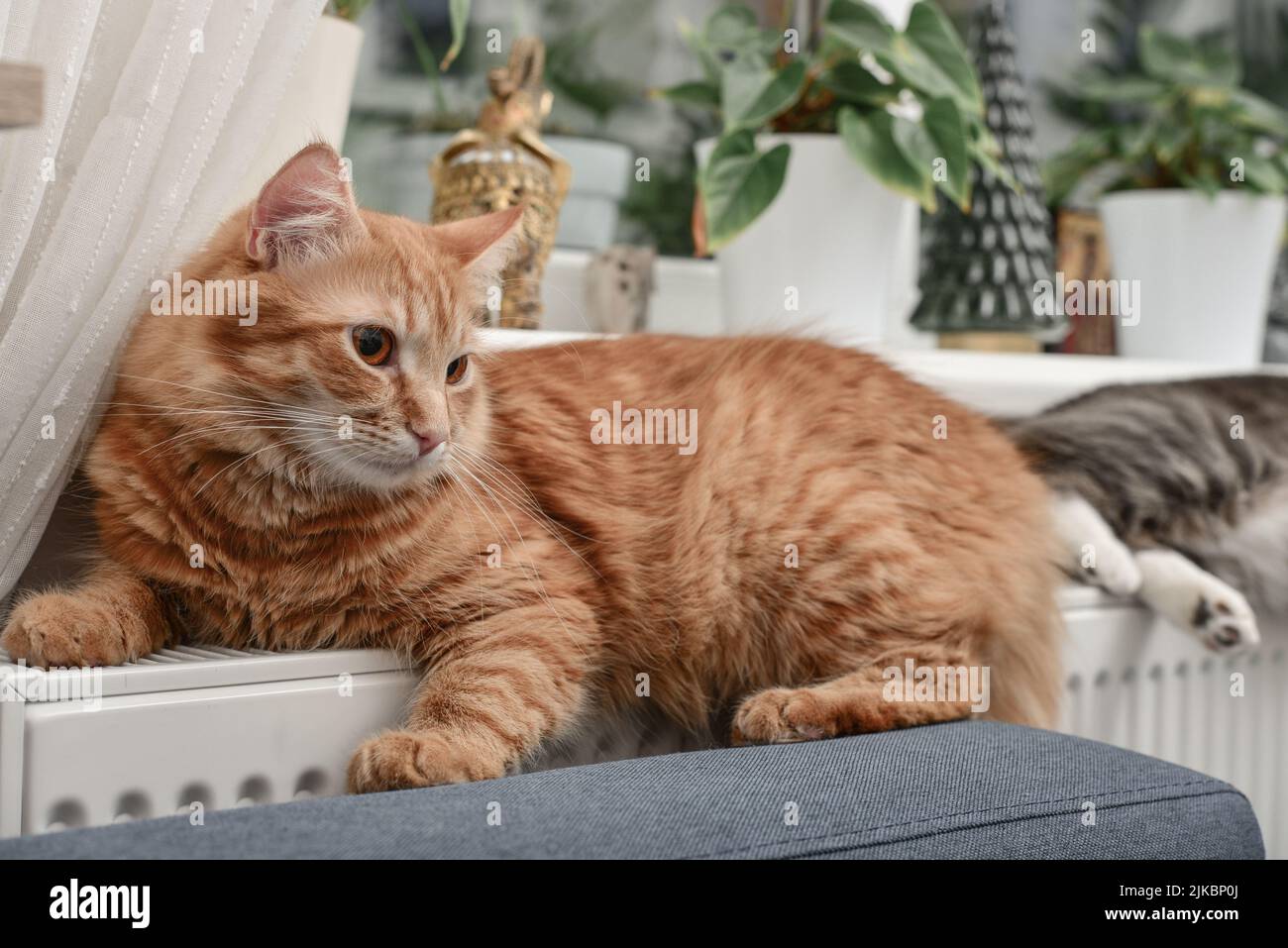 Niedliche Ingwerkatze mit bernsteinfarbenen Augen, die sich auf dem warmen Heizkörper aus der Nähe entspannen Stockfoto