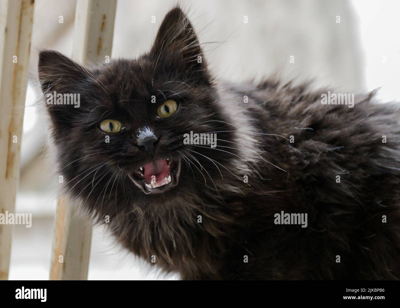 Eine niedliche Katze Stockfoto