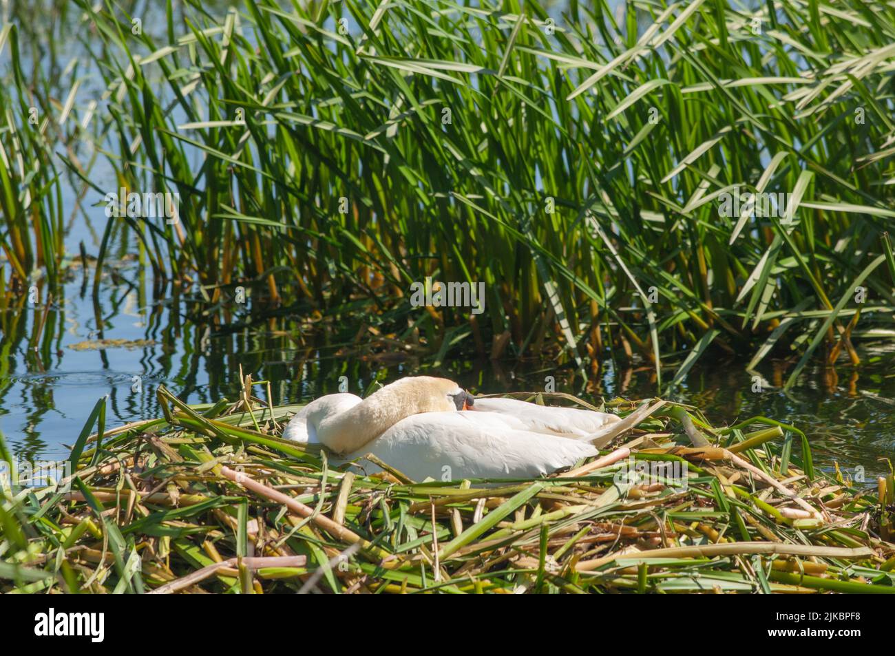 Mute Swan on Nest, Pembrokeshire, Wales, Großbritannien Stockfoto