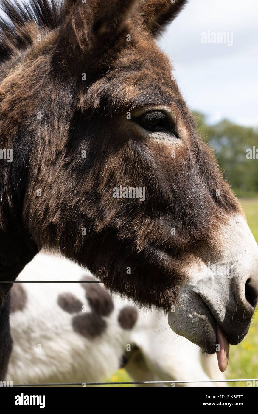 Nahaufnahme des Kopfes eines Esels mit der Zunge, die am Scottish Borders Donkey Sanctuary herausragt Stockfoto