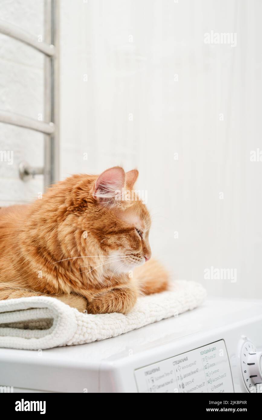 Niedliche Ingwer tabby Katze lag auf der Waschmaschine in der Nähe des Badezimmers Stockfoto
