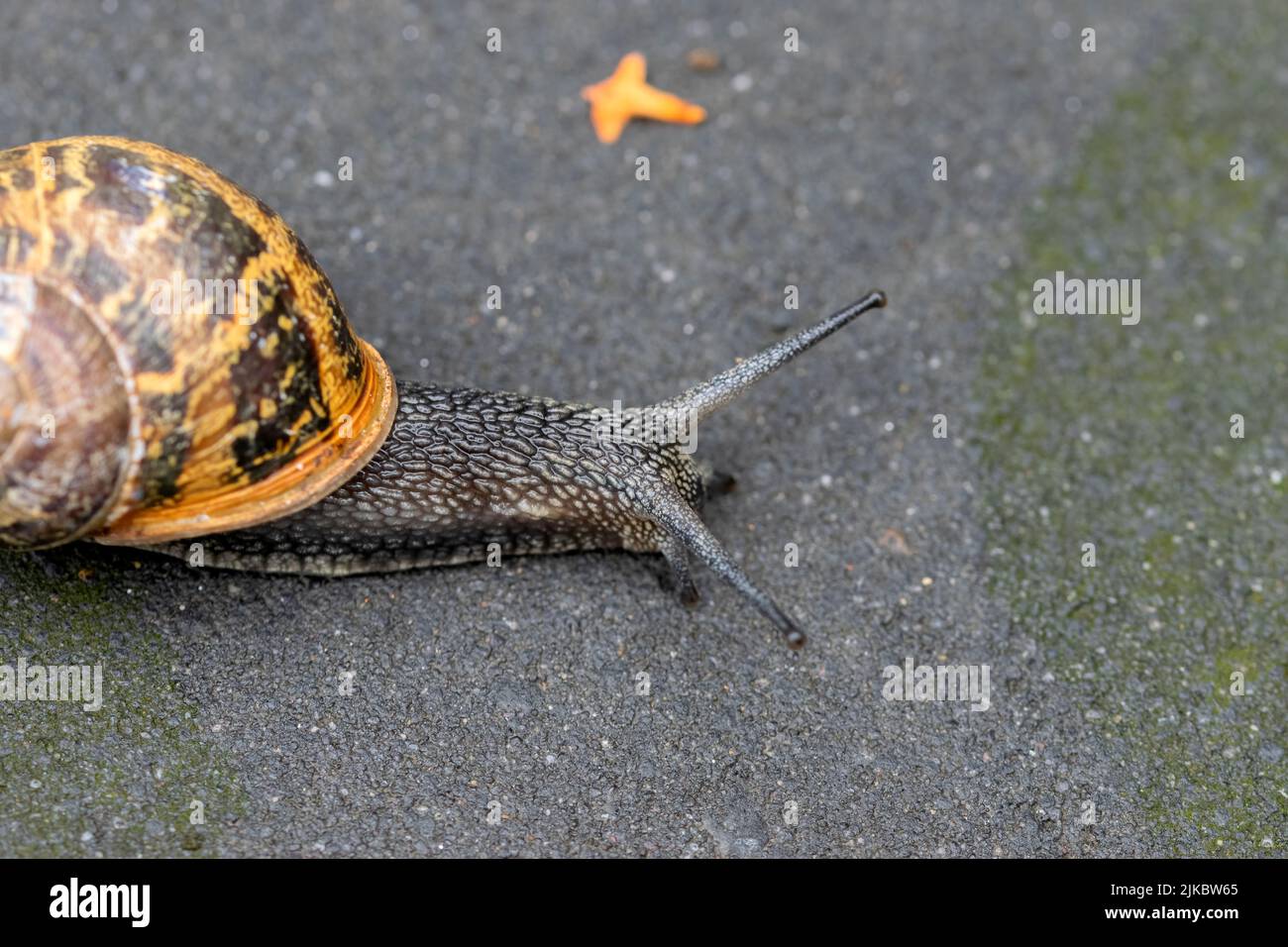 Nahaufnahme Gartenschnecke In Amsterdam Niederlande 26-7-2022 Stockfoto