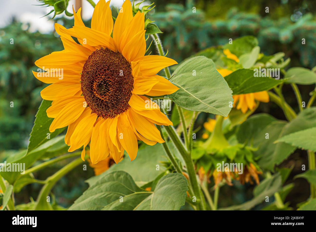 Seitenansicht einer großen Sonnenblume in einem Garten. Details einer offenen Blüte. Sonnenblumenkerne im Blütenkopf. Gelbe Blütenblätter und grün Stockfoto
