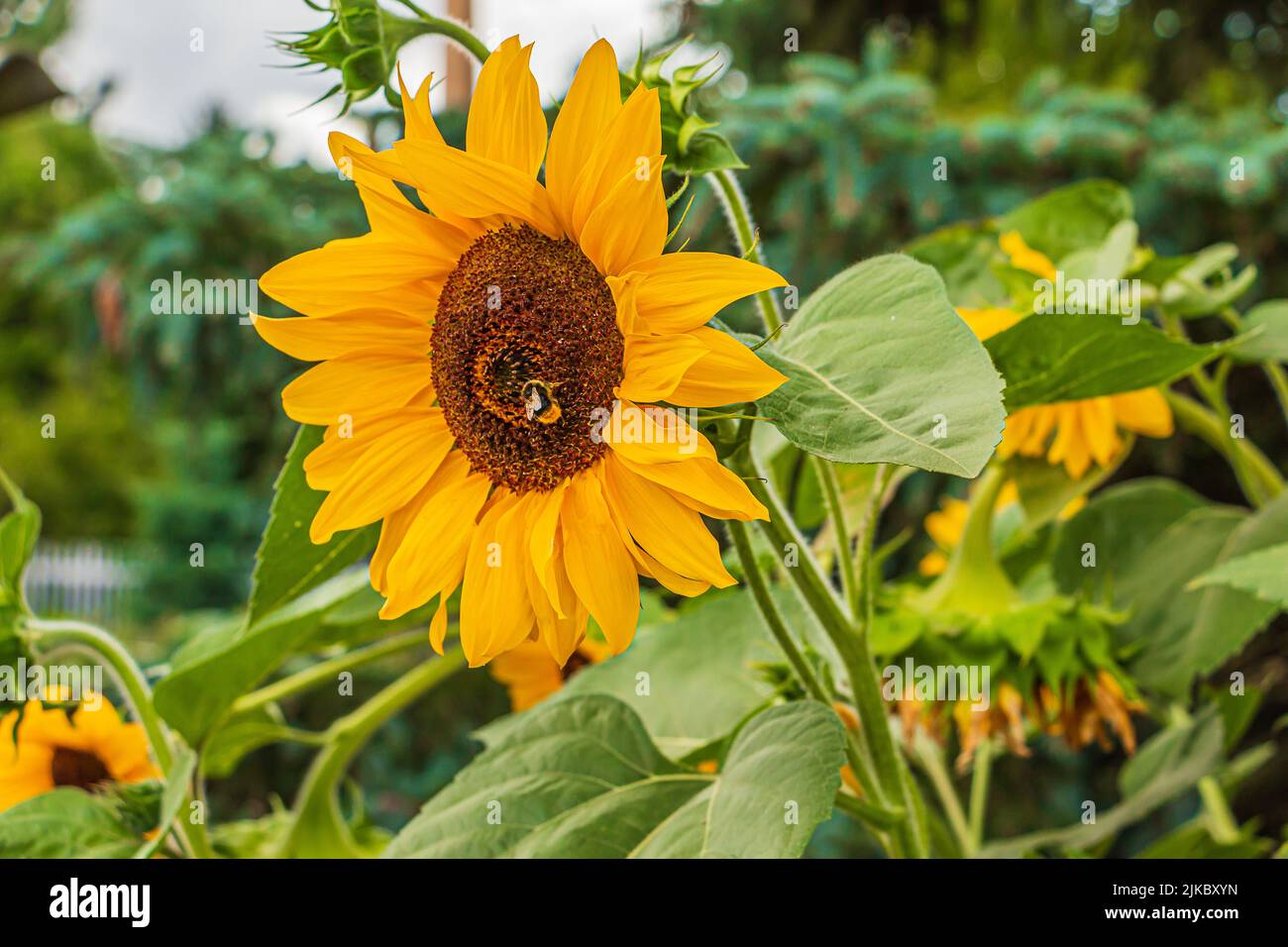 Große Sonnenblume in einem Garten mit einer Biene. Blüht auf. Sonnenblumenkerne im Blütenkopf. Gelbe Blütenblätter und grüne Pflanzenblätter Sommer Stockfoto