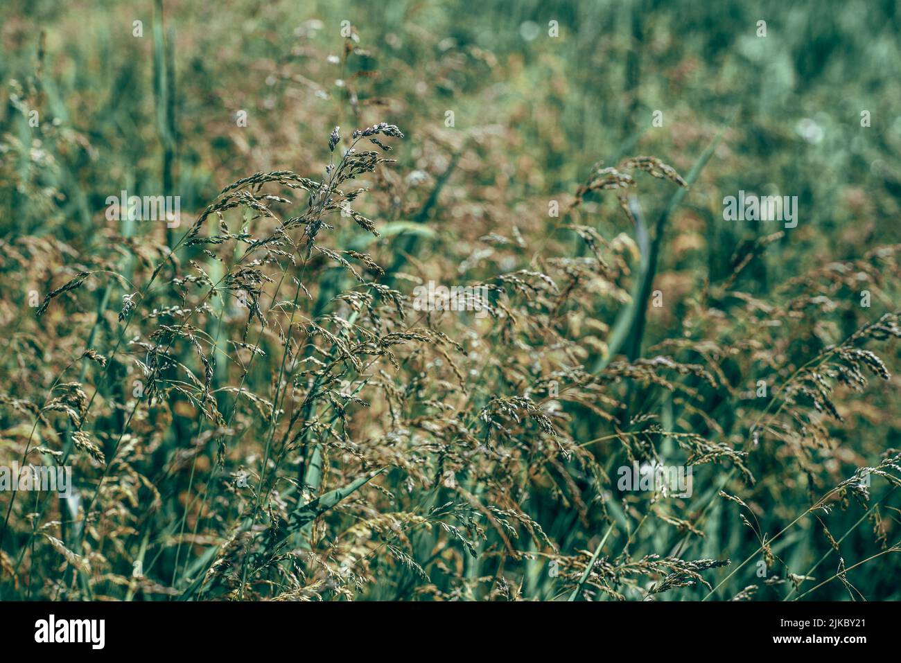 Langen Rasen Wiese hautnah. Natur im Detail. Stockfoto