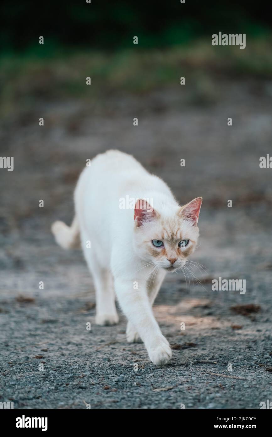 Katze, die draußen zur Kamera läuft Stockfoto
