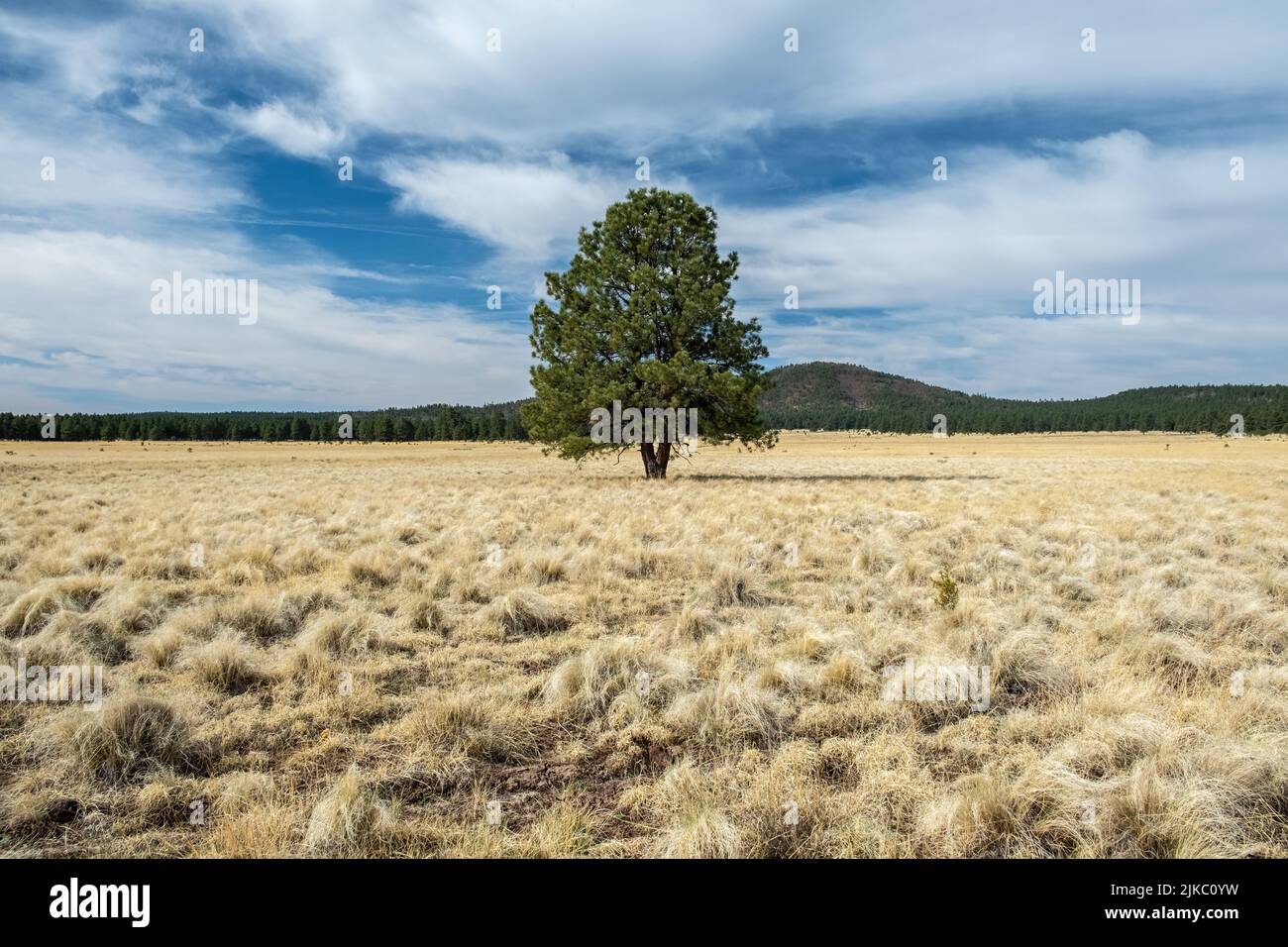 Malerischer Blick auf einsamen Pinyon-Baum, der auf einem riesigen Feld mit trockenem Gras unter blauem bewölktem Himmel auf grünem Hügel wächst Stockfoto