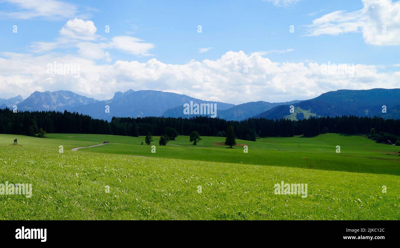 Grüne Wiesen des Allgaus in Bayern mit den Alpen im Hintergrund (Nesselwang, Allgäu, Deutschland) Stockfoto