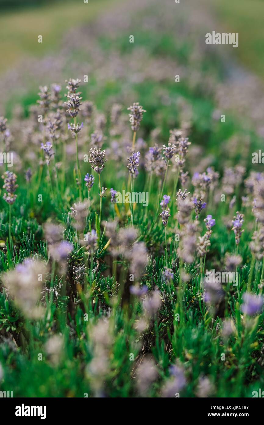 Lila Lavendel Blumen Stockfoto