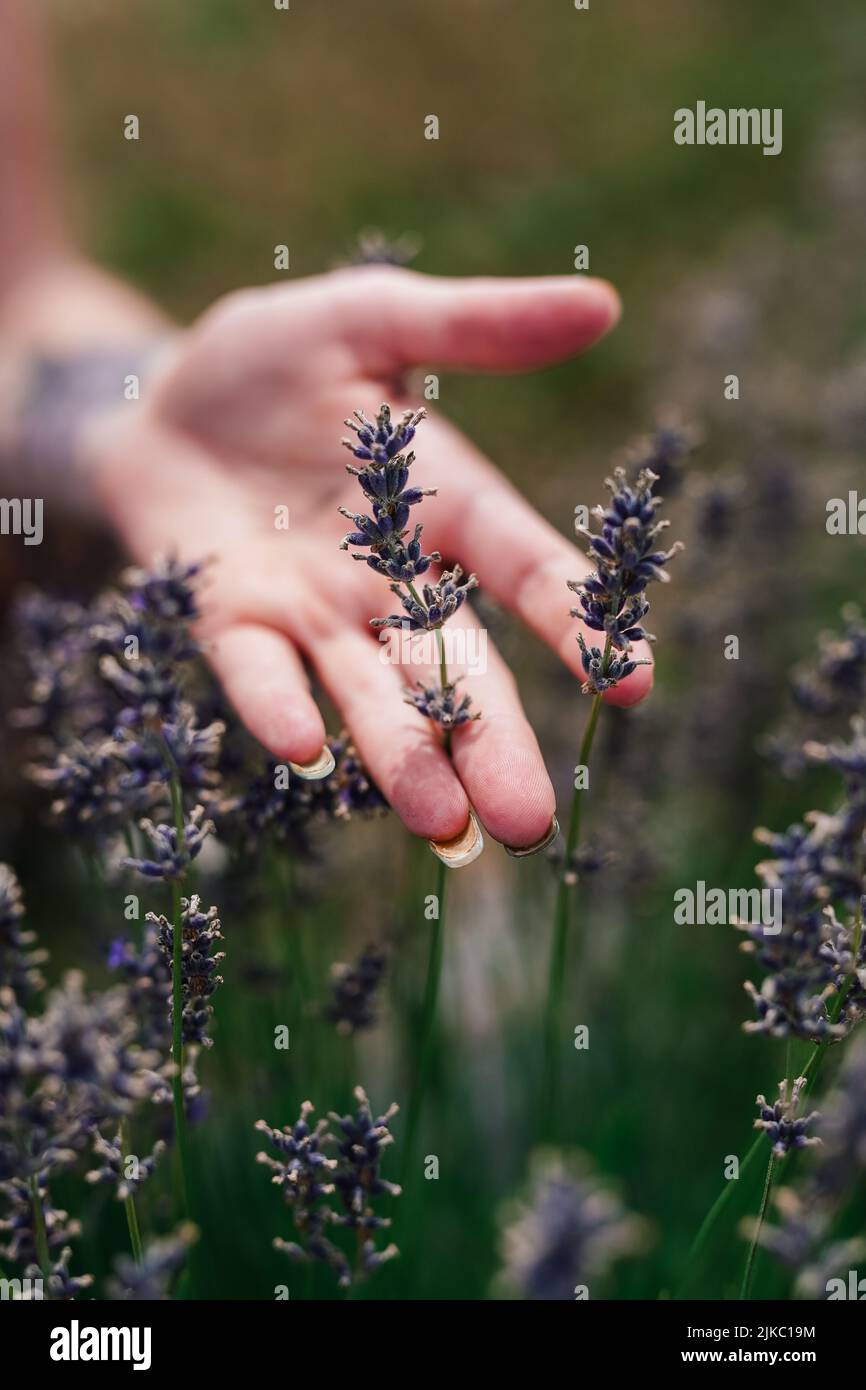 Eine Hand hält eine lila Lavendelblume Stockfoto