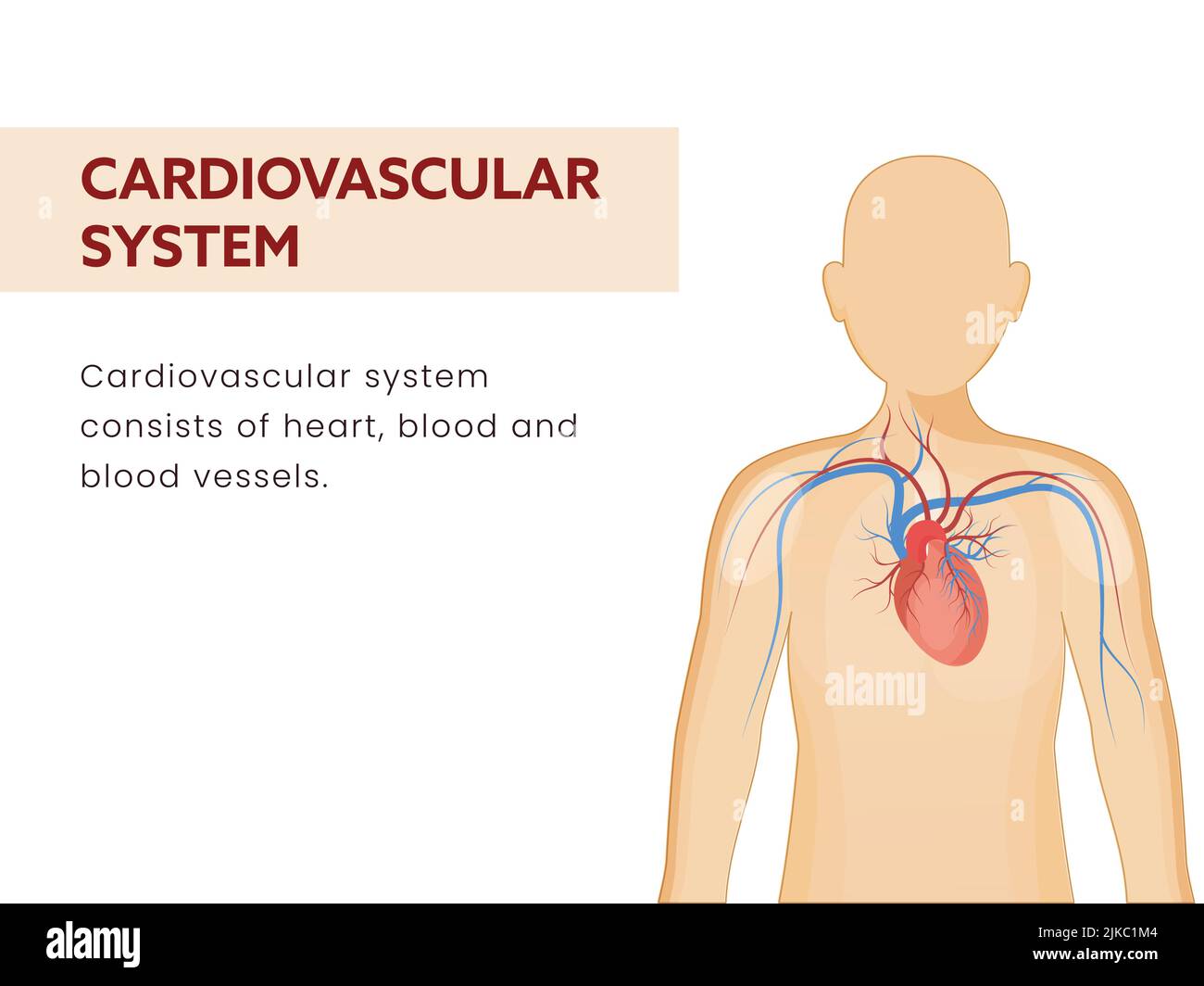 Kardiovaskuläres Oder Kreislaufsystem Posterdesign Mit Einem Teil Von Human Organic Auf Weißem Hintergrund. Stock Vektor