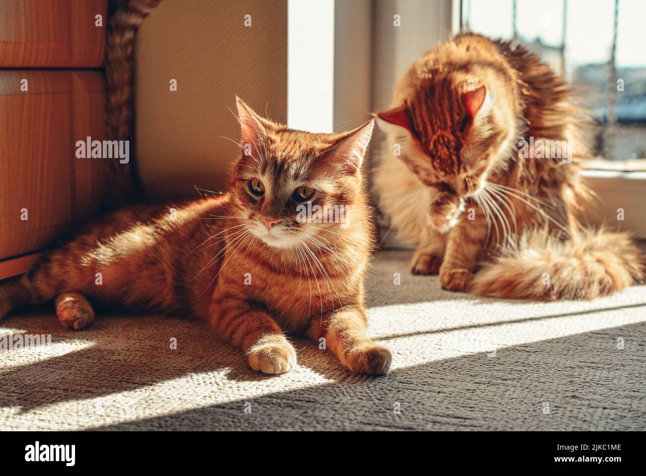 Zwei niedliche Ingwer-Katzen auf dem Boden in der Sonne vor Ort zu Hause Nahaufnahme Stockfoto