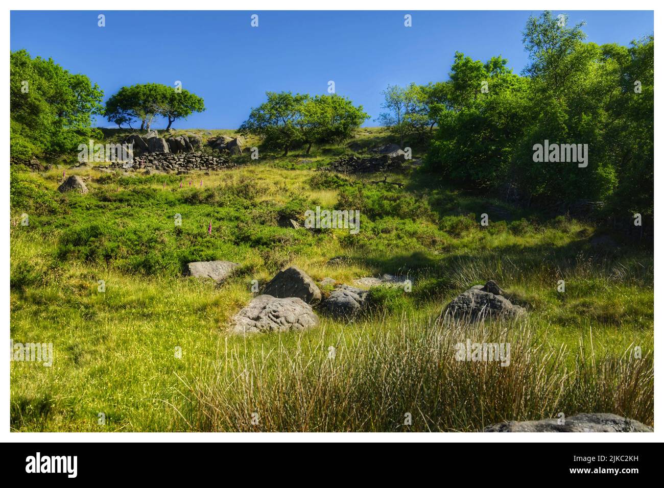Ein grüner Hügel mit Bäumen und Felsen Stockfoto
