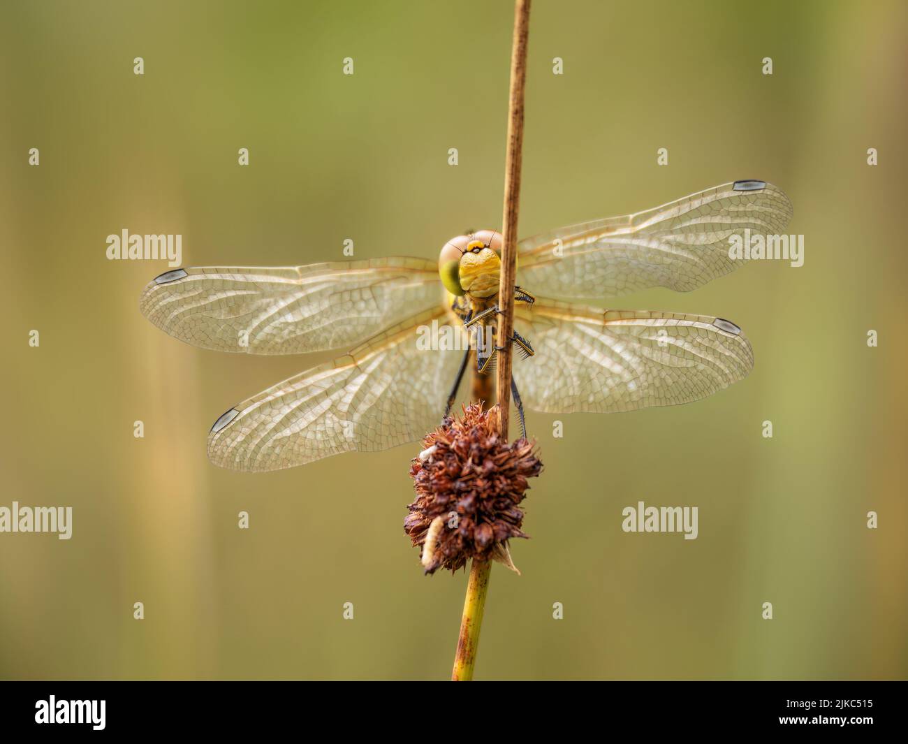 Weibliche Gemeine Darter-Libelle aka Sympetrum striolatum von vorne gesehen. Stockfoto