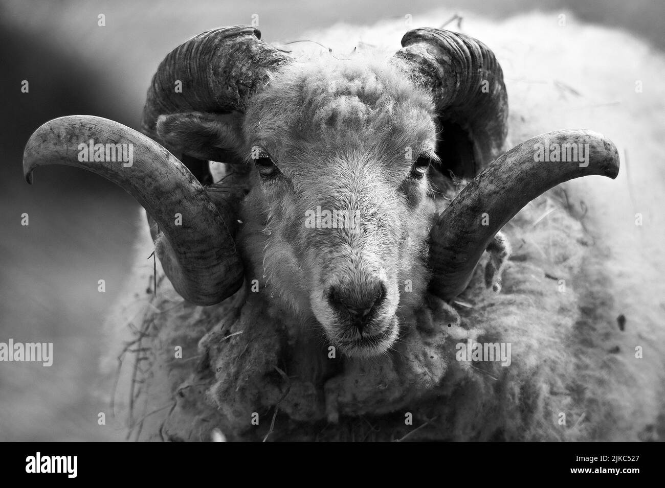 Ein männliches Schaf schaut direkt in die Kamera - bereit zum Angriff Stockfoto