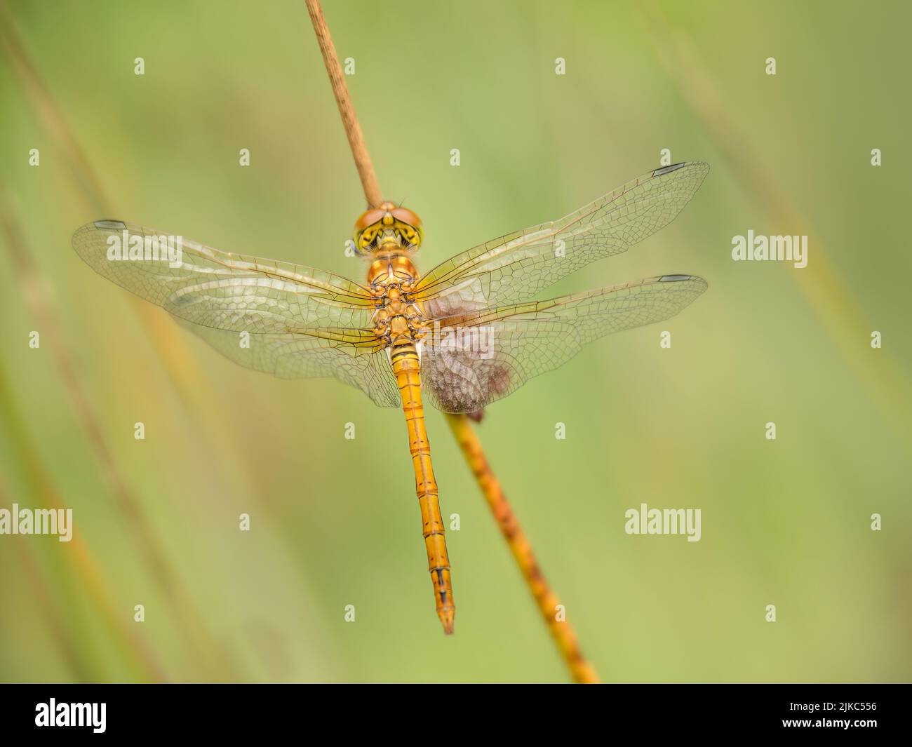 Weibliche Gemeine Darter-Libelle aka Sympetrum striolatum von oben gesehen. Stockfoto