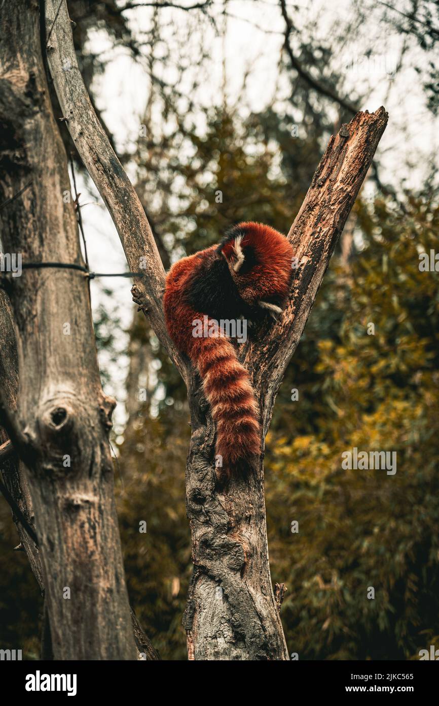 Eine vertikale Aufnahme von rotem Panda, der auf Baumstamm bieret und im Wald schläft Stockfoto