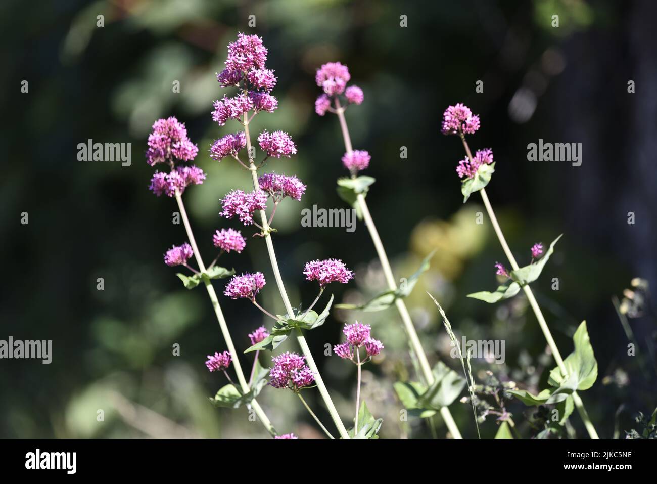 Sonnenbeschienene, rosa Baldrian-Blumen vor dunklem Hintergrund mit Copy Space links vom Bild, aufgenommen auf der Isle of man, Großbritannien im Juni Stockfoto