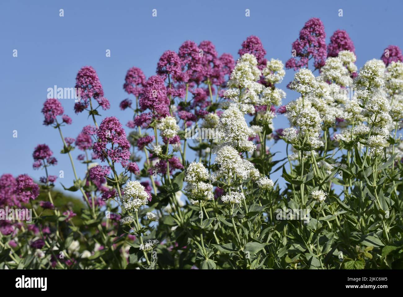 Bild des weißen Baldrians im Vordergrund mit dem rosa Baldrian im Hintergrund (Centranthus ruber) gegen einen blauen Himmel auf der Isle of man, Großbritannien im Juni Stockfoto