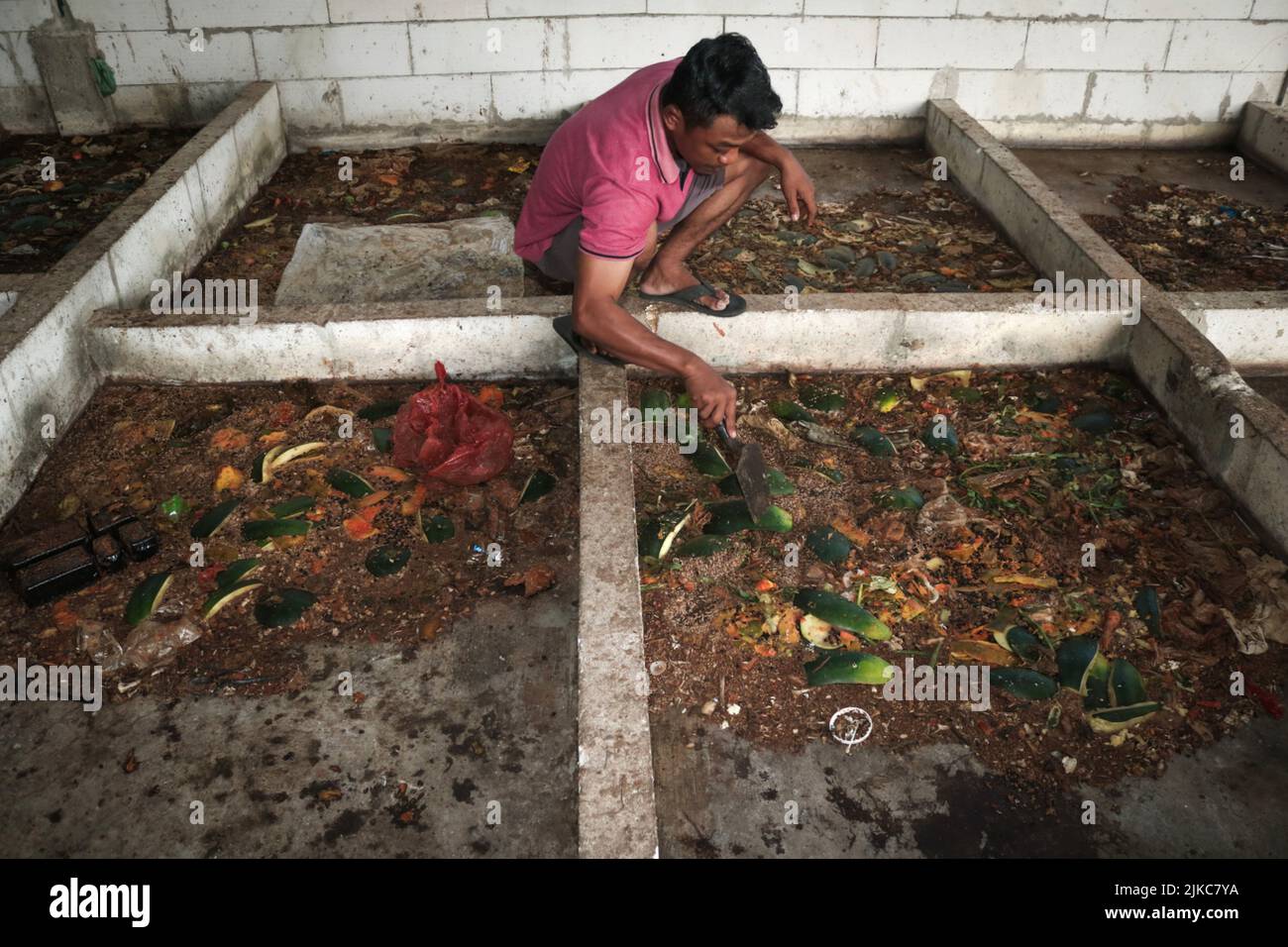 Banyuwangi, Ost-Java, Indonesien. 1. August 2022. Ilham (29Â Jahre) füttert am 1. August Maggot aus Küchenabfällen und organischen Abfällen im Dorf Siliragung, Banyuwangi, Ost-Java, Indonesien, 2022.die Maggot-Landwirtschaft wird aus Küchenabfällen eines Bergbauunternehmens und traditionellen Marktabfällen hergestellt. In einem Monat produziert er 100 Kilogramm. Es verkauft für (Nassmaggot) USD 0, 28/Kilogramm und (Trockenmaggot) für USD 5, 38/Kilogramm. Darüber hinaus produzieren sie Kompost für USDÂ 2, 36/25 Kilogramm und Bodendünger Booster für USD 0, 47/Kilogramm. Maggot BSF (Black Soldier Fly) ist die Larve von a la Stockfoto