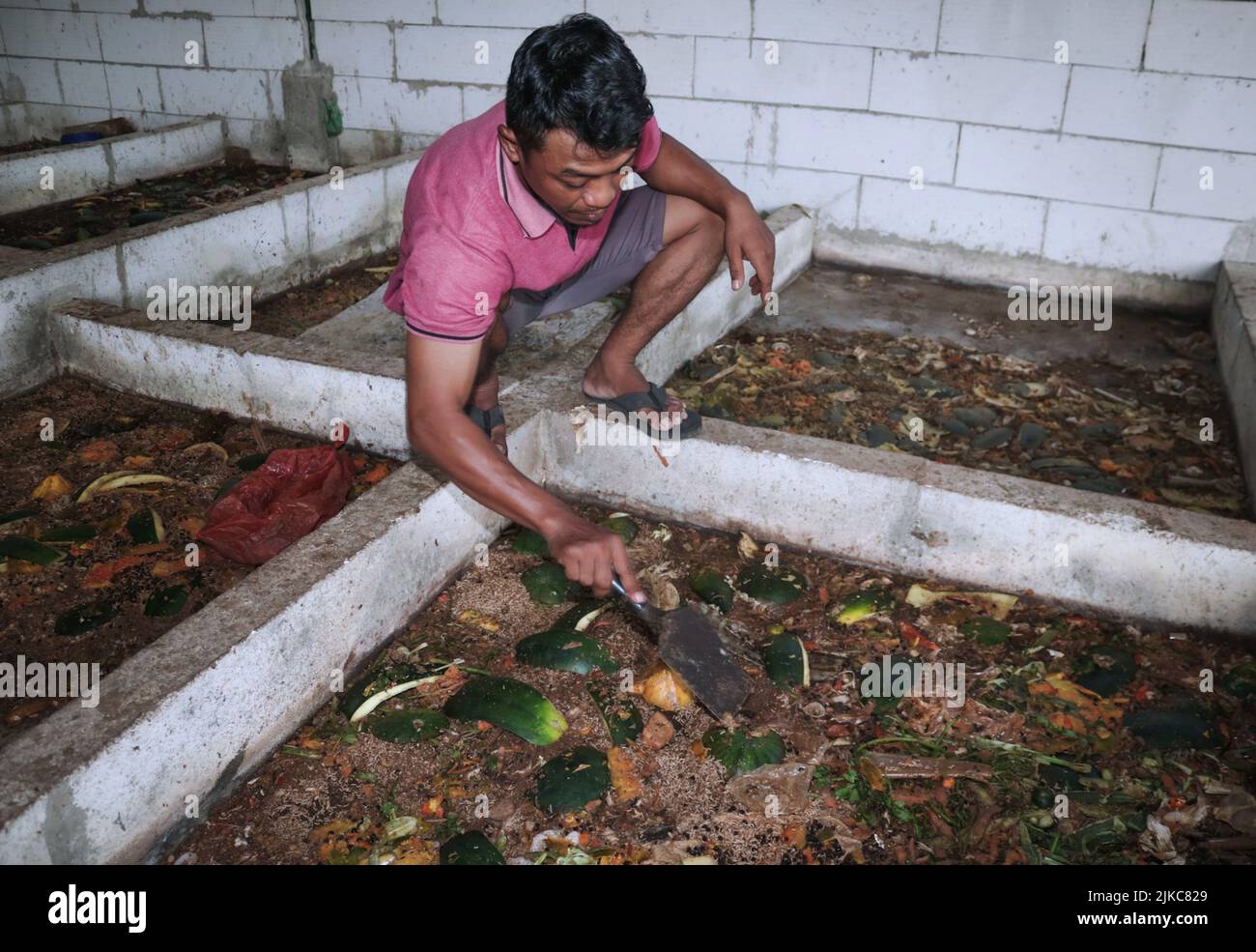 Banyuwangi, Ost-Java, Indonesien. 1. August 2022. Ilham (29Â Jahre) füttert am 1. August Maggot aus Küchenabfällen und organischen Abfällen im Dorf Siliragung, Banyuwangi, Ost-Java, Indonesien, 2022.die Maggot-Landwirtschaft wird aus Küchenabfällen eines Bergbauunternehmens und traditionellen Marktabfällen hergestellt. In einem Monat produziert er 100 Kilogramm. Es verkauft für (Nassmaggot) USD 0, 28/Kilogramm und (Trockenmaggot) für USD 5, 38/Kilogramm. Darüber hinaus produzieren sie Kompost für USDÂ 2, 36/25 Kilogramm und Bodendünger Booster für USD 0, 47/Kilogramm. Maggot BSF (Black Soldier Fly) ist die Larve von a la Stockfoto