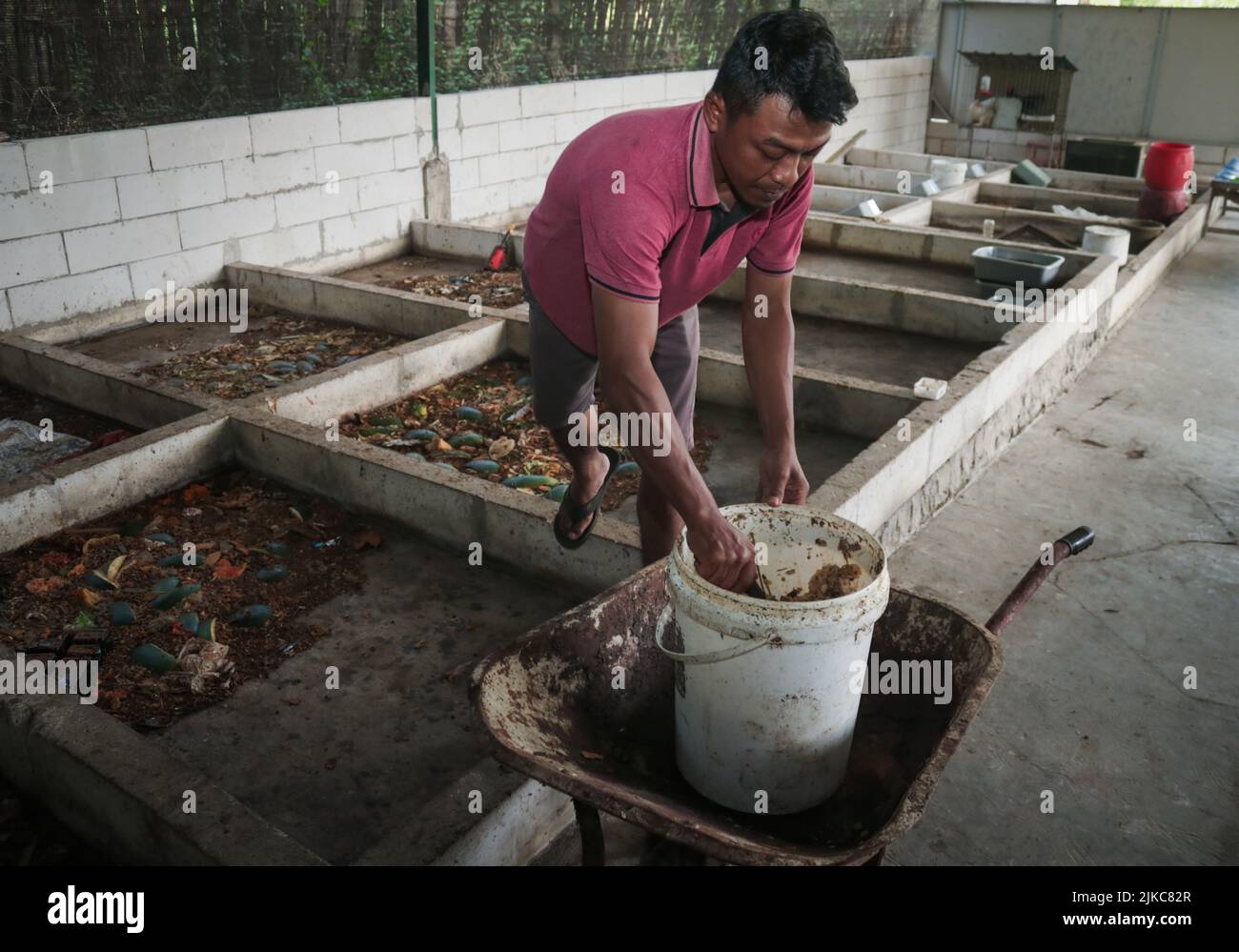 Banyuwangi, Ost-Java, Indonesien. 1. August 2022. Ilham (29Â Jahre) füttert am 1. August Maggot aus Küchenabfällen und organischen Abfällen im Dorf Siliragung, Banyuwangi, Ost-Java, Indonesien, 2022.die Maggot-Landwirtschaft wird aus Küchenabfällen eines Bergbauunternehmens und traditionellen Marktabfällen hergestellt. In einem Monat produziert er 100 Kilogramm. Es verkauft für (Nassmaggot) USD 0, 28/Kilogramm und (Trockenmaggot) für USD 5, 38/Kilogramm. Darüber hinaus produzieren sie Kompost für USDÂ 2, 36/25 Kilogramm und Bodendünger Booster für USD 0, 47/Kilogramm. Maggot BSF (Black Soldier Fly) ist die Larve von a la Stockfoto