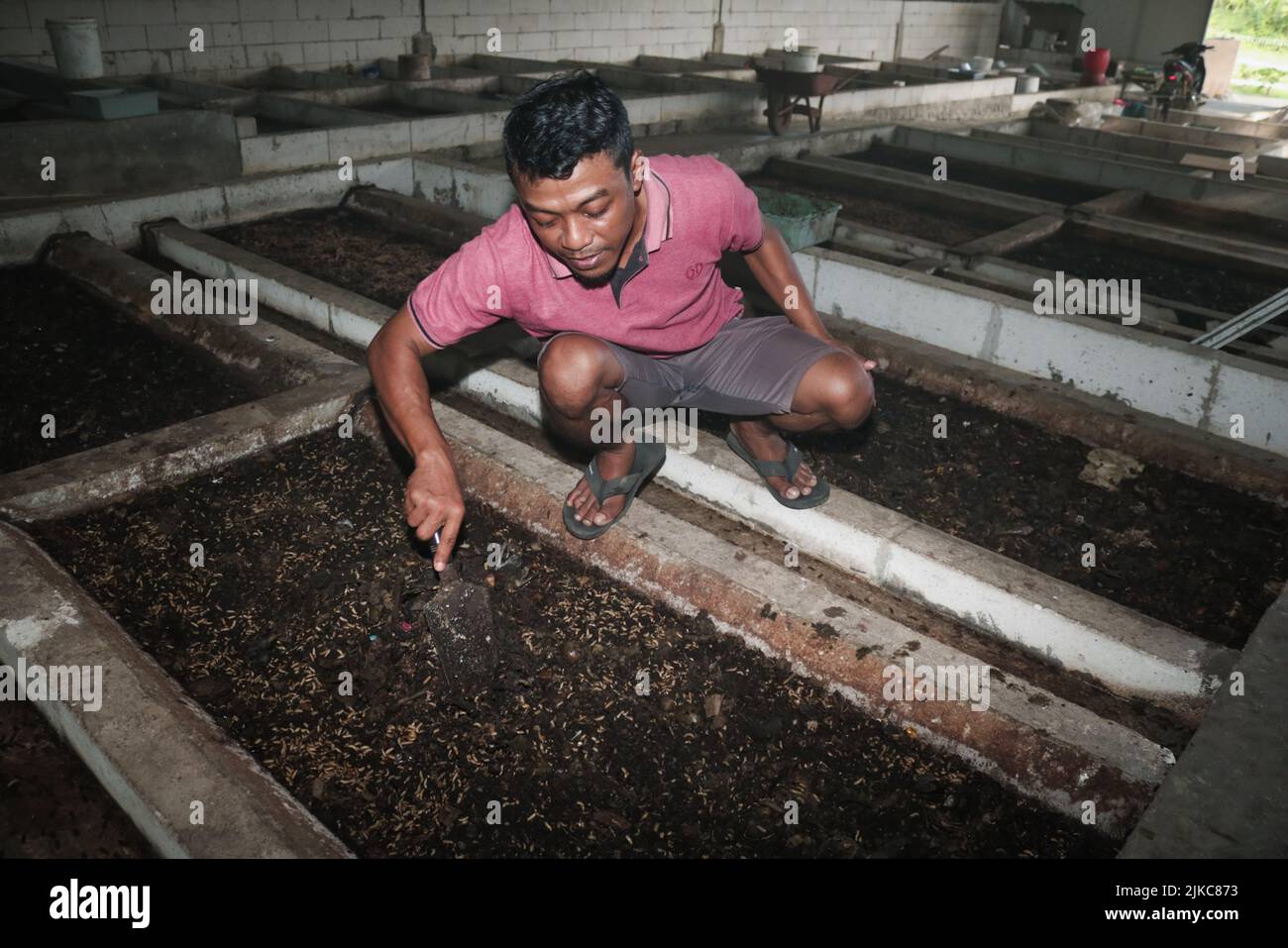 Banyuwangi, Ost-Java, Indonesien. 1. August 2022. Ilham (29Â Jahre) füttert am 1. August Maggot aus Küchenabfällen und organischen Abfällen im Dorf Siliragung, Banyuwangi, Ost-Java, Indonesien, 2022.die Maggot-Landwirtschaft wird aus Küchenabfällen eines Bergbauunternehmens und traditionellen Marktabfällen hergestellt. In einem Monat produziert er 100 Kilogramm. Es verkauft für (Nassmaggot) USD 0, 28/Kilogramm und (Trockenmaggot) für USD 5, 38/Kilogramm. Darüber hinaus produzieren sie Kompost für USDÂ 2, 36/25 Kilogramm und Bodendünger Booster für USD 0, 47/Kilogramm. Maggot BSF (Black Soldier Fly) ist die Larve von a la Stockfoto