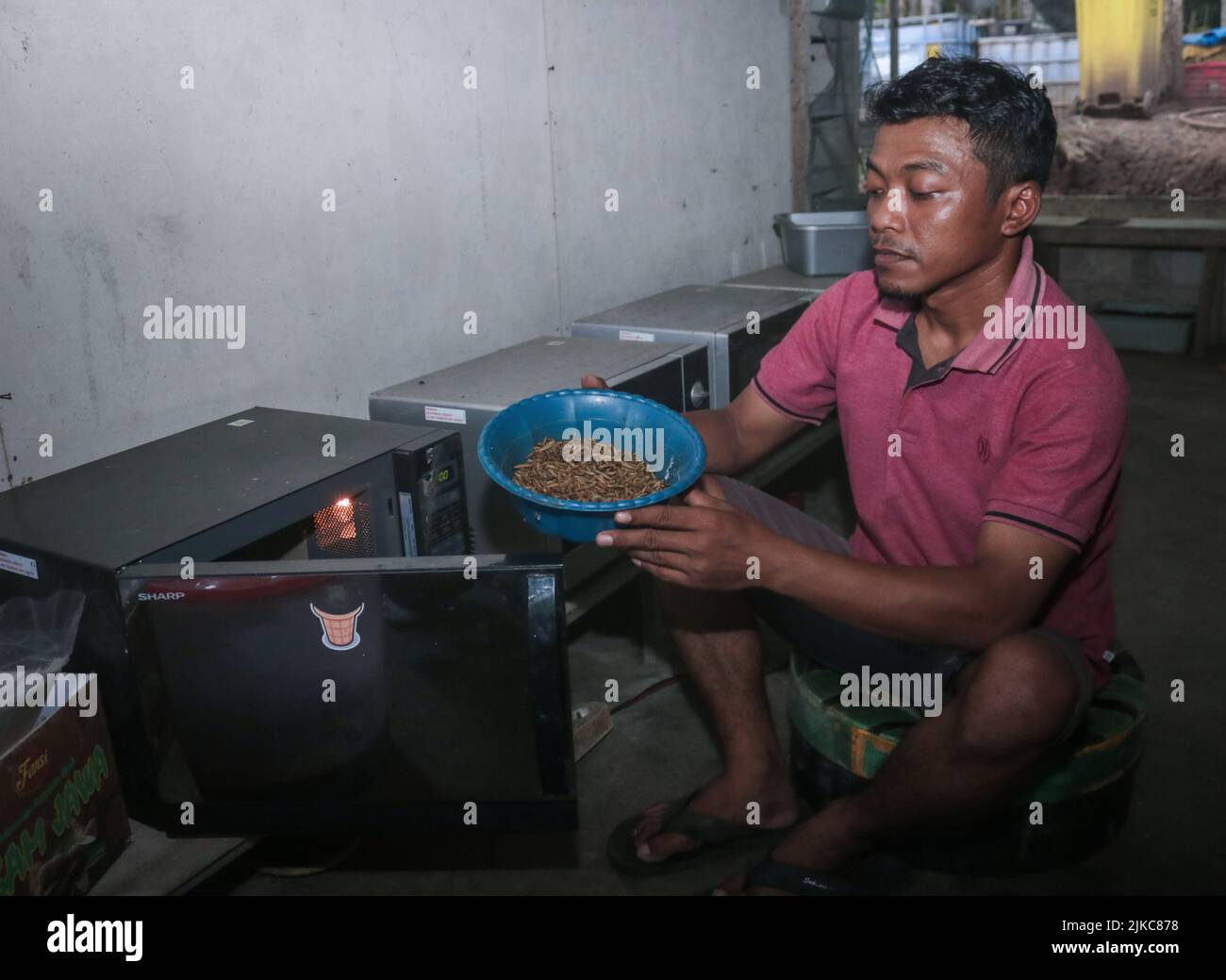 1. August 2022, Banyuwangi, Ost-Java, Indonesien: Ilham (29 Jahre) getrocknete Maggot aus Küchenabfällen und organischen Abfällen im Dorf Siliragung, Banyuwangi, Ost-Java, Indonesien, am 1. August, 2022.die landwirtschaftliche Maggot wird aus Küchenabfällen von einem Bergbauunternehmen und traditionellen Marktabfällen rund um produziert. In 1 Monaten produziert er 100 Kilogramm. Es verkauft für (nasse Maggot) USD 0, 28 / Kilogramm und (trockene Maggot) für USD 5, 47 / Kilogramm. Darüber hinaus produzieren sie Kompost für 2, 36/25 Kilogramm und Bodendünger-Booster für 0, 47 Dollar/Kilogramm.Maggot BSF (Black Soldier Fly) ist die Larve eines großen Bla Stockfoto