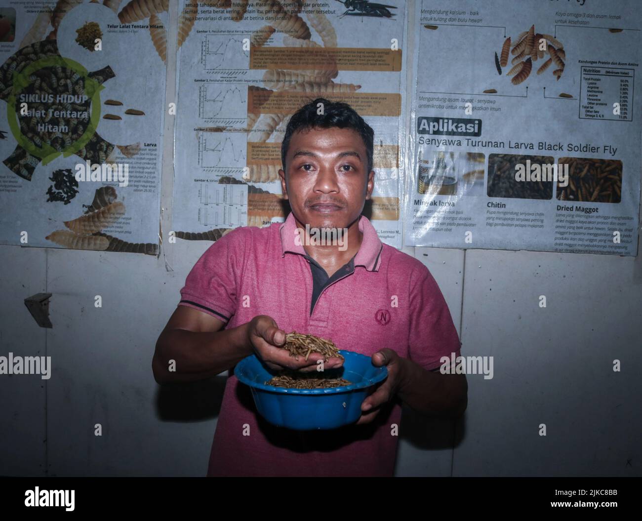 1. August 2022, Banyuwangi, Ost-Java, Indonesien: Ilham (29 Jahre) zeigt am 1. August Maggot aus Küchenabfällen und organischen Abfällen im Dorf Siliragung, Banyuwangi, Ost-Java, Indonesien, 2022.die landwirtschaftliche Maggot wird aus Küchenabfällen von einem Bergbauunternehmen und traditionellen Marktabfällen rund um produziert. In 1 Monaten produziert er 100 Kilogramm. Es verkauft für (nasse Maggot) USD 0, 28 / Kilogramm und (trockene Maggot) für USD 5, 47 / Kilogramm. Darüber hinaus produzieren sie Kompost für 2, 36/25 Kilogramm und Bodendünger-Booster für 0, 47 Dollar/Kilogramm.Maggot BSF (Black Soldier Fly) ist die Larve eines großen Blacs Stockfoto