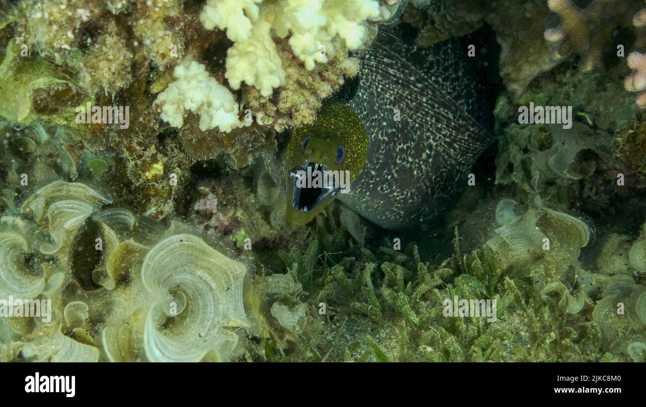 Gelber Muränen-Eel (Gymnothorax flavimarginatus), der aus dem Versteck in einem Korallenriff spähen kann. Nahaufnahme. Rotes Meer, Ägypten Stockfoto