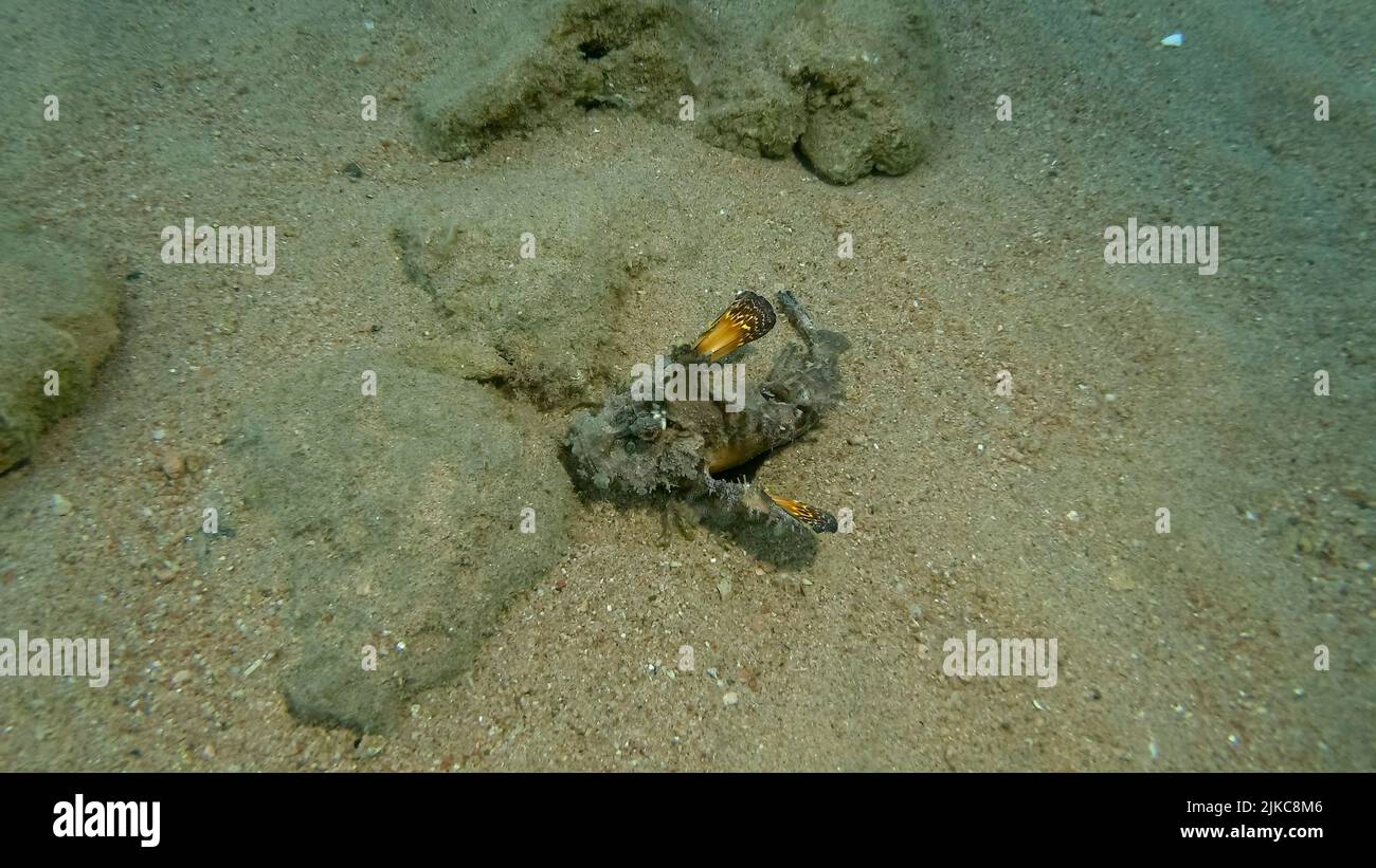 Dämon Stinger läuft auf sandigen Grund. Bärtiger Ghoul, Seegelch oder Devilfish (Inimicus didactylus) Rotes Meer, Ägypten Stockfoto