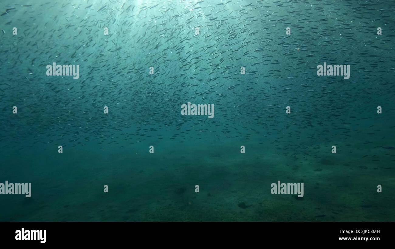 Große Schule von kleinen Fischen schwimmt unter der Wasseroberfläche in den Sonnenstrahlen im Morgengrauen. Rotes Meer, Ägypten Stockfoto