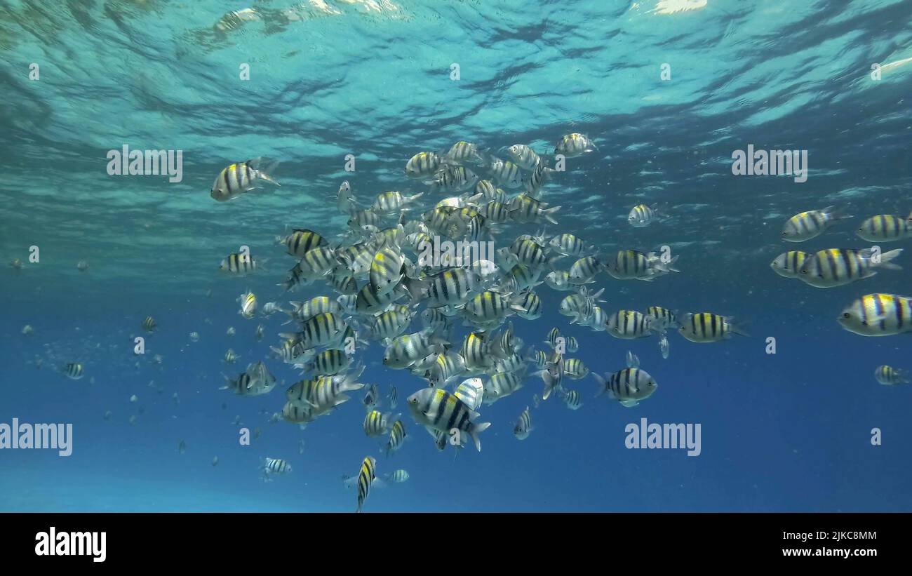Tropische Fische verschiedener Arten ernähren sich im planktonreichen Oberflächenwasser. Optisch unterscheidbare plankton-reiche Wasserschicht (selten gesehenes Phänom Stockfoto