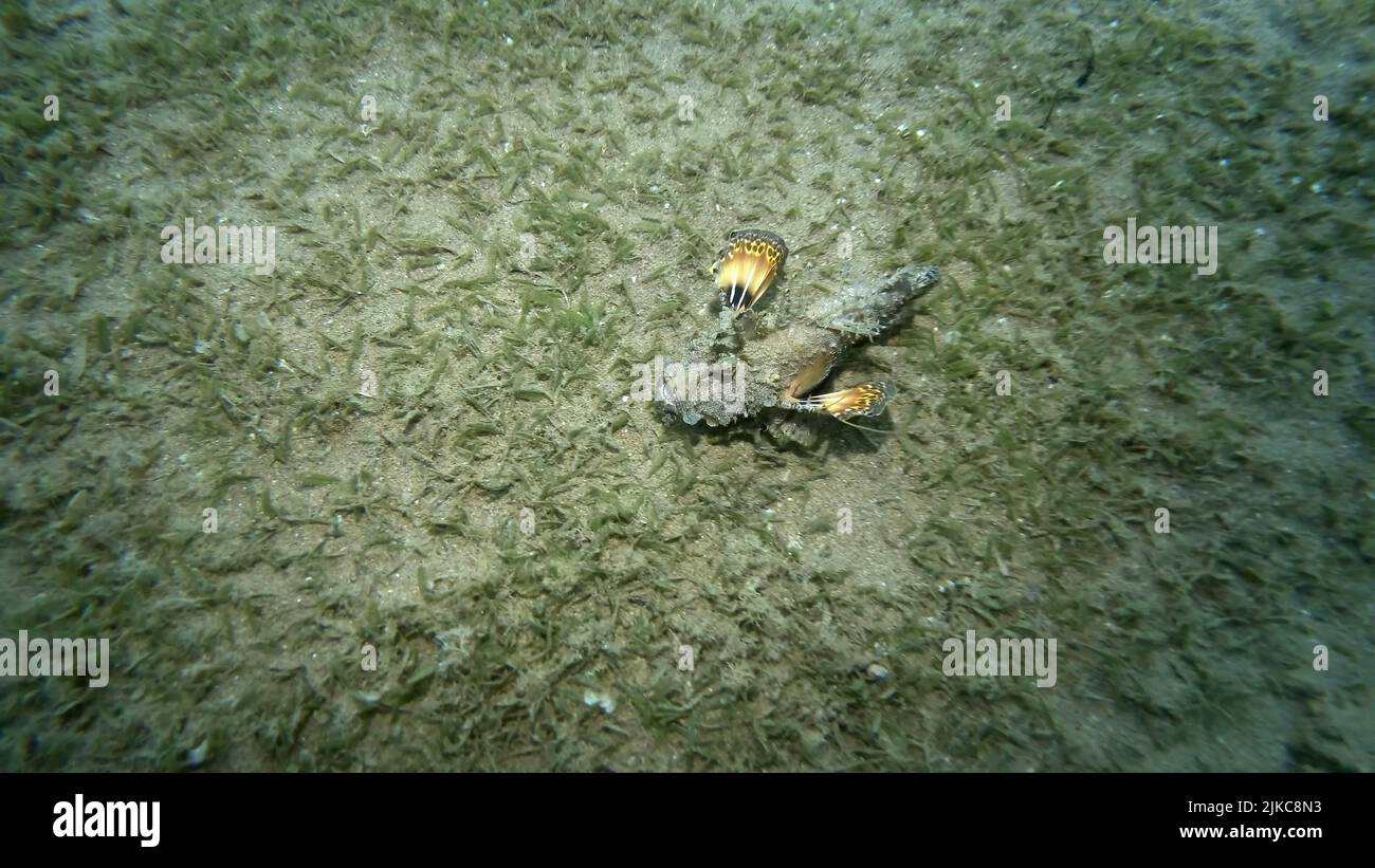 Dämon Stinger läuft auf sandigen Boden mit grünen Algen bedeckt. Bärtiger Ghoul, Seegelch oder Devilfish (Inimicus didactylus) Rotes Meer, Ägypten Stockfoto