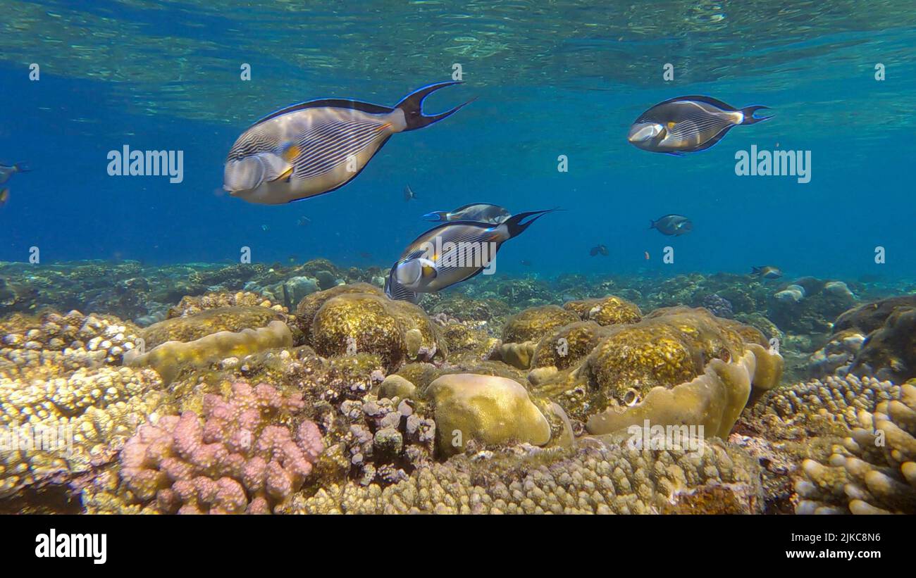 Die Schule der Surgeonfish, die in Sonnenstrahlen über dem Korallenriff schwimmt. Rotmeer-Clown-Chirurg (Acanthurus Sohal).Rotes Meer, Ägypten Stockfoto