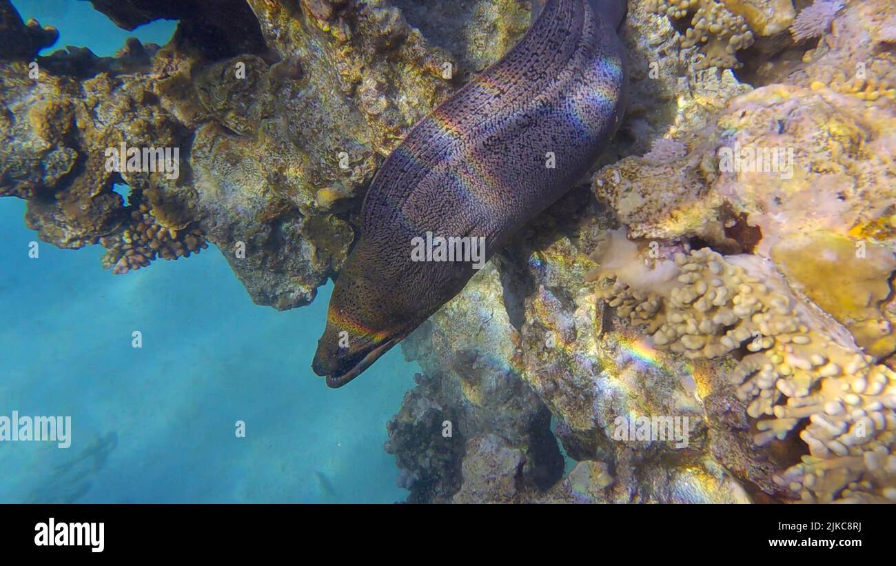 Nahaufnahme des Morayaals schwimmt über dem Korallenriff in seichtem Wasser in den morgendlichen Sonnenlichtern. Riesenmoräne (Gymnothorax javanicus) Rotes Meer, Ägypten Stockfoto