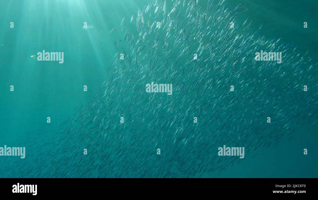 Große Schule von kleinen Fischen schwimmt unter der Wasseroberfläche in den Sonnenstrahlen im Morgengrauen. Rotes Meer, Ägypten Stockfoto