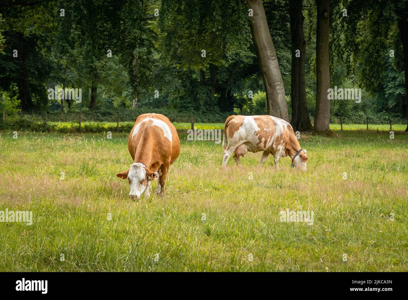 Zwei braune Kühe fressen Gras auf der Almwiese Stockfoto