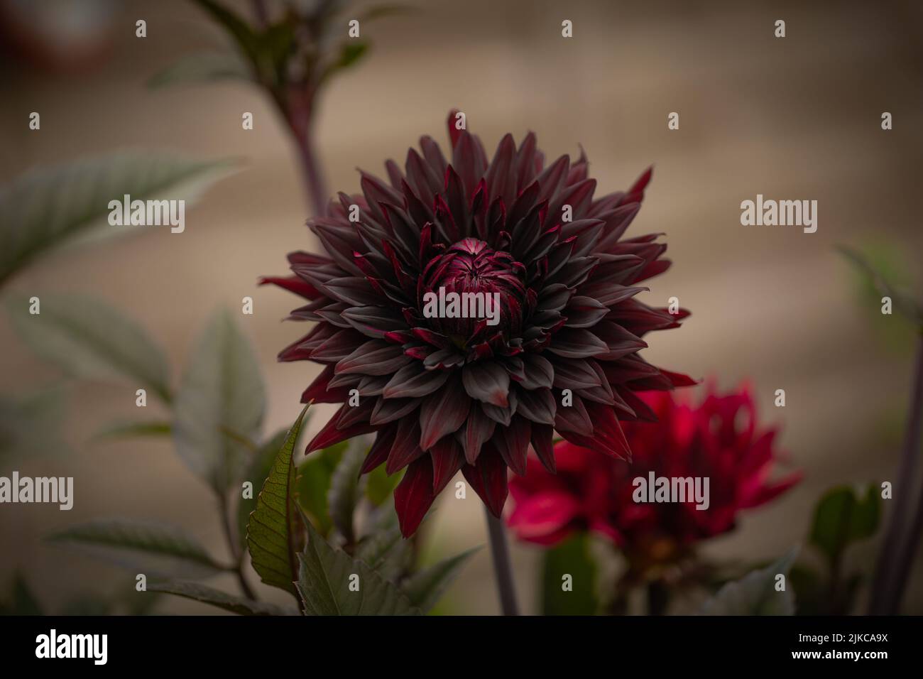 Dahlia Black Jack, eine Semi-Kaktus dekorative Dahlie vor einem verschwommenen Hintergrund isoliert Stockfoto