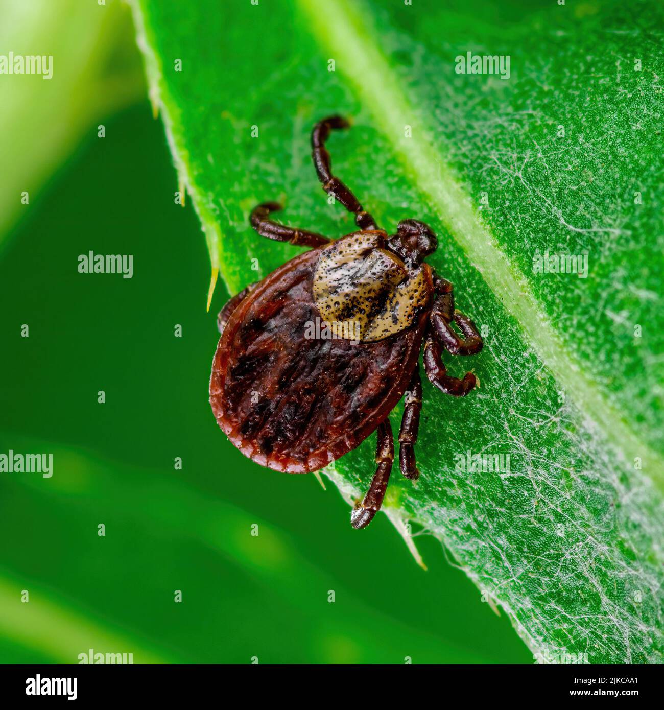 Die Eckenephalitis Zeck Insekt kriecht auf dem Blatt. Lyme-Borreliose, Encephalitis, DTV oder Powassan Virus Infektiöse Dermacentor Tick Arachnid Parasiten Stockfoto
